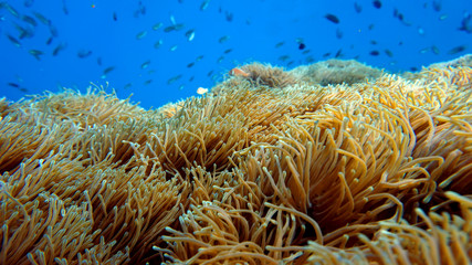 Fototapeta na wymiar anemone underwater, scuba diving, coral reef, 