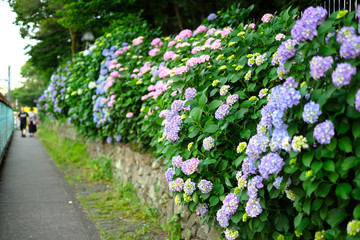 日本の東京都王子の飛鳥山の石垣と紫陽花の花々