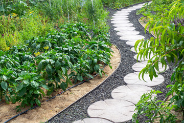 Obraz premium Garden stone path with grass growing up between the stones