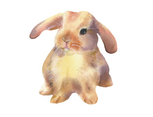 Cute little rabbit. Watercolor illustration on a white background.