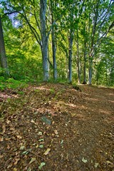 A hiking path in the Swedish woods