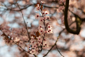 Flowering cherry blossoms 
