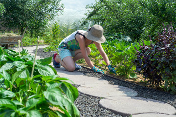 couple picking vegetable from backyard garden