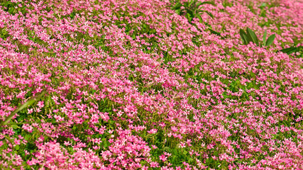 Blooming Pink-sorrel in the park
