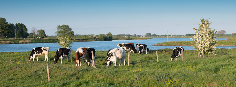 black and white spotted calves near river lek in centre of holland near utrecht