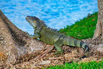 Iguana Infestation in Florida Closeup