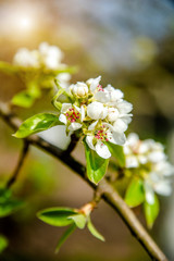 appletree blossom branch in the garden in spring