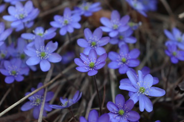 spring flowers