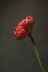 Red tulip in front of gray wall.