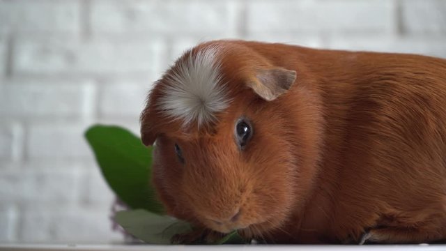 The red domestic guinea pig (Cavia porcellus), also known as cavy or domestic cavy