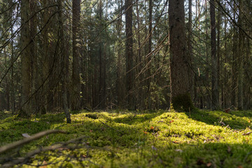 Fototapeta na wymiar Wild forest trees. Wild nature green wood sunlight