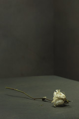 White dried rose fallen on floor in a grey empty room.