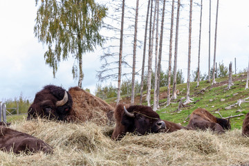 A hoard of European bison laying down on some hay © João Figueiredo