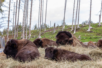 A hoard of European bison laying down on some hay