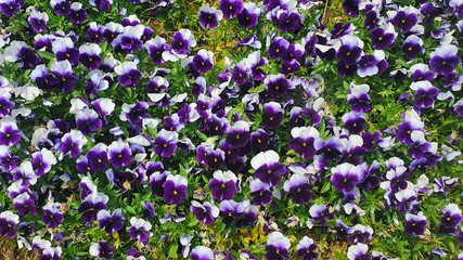 colorful pansy in the garden