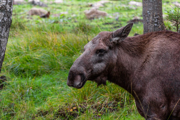 Naklejka na ściany i meble A moose in the Swedish woods