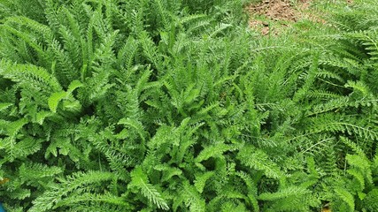 natural green leaves like patterns
