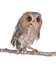 Owl hunt isolated on a white background