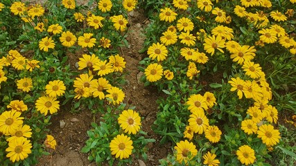 yellow flowers on the ground