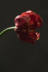 Red flower in front a dark grey wall.