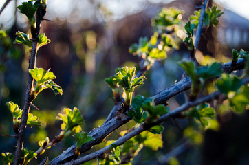 Foliage of young bushes in natural light