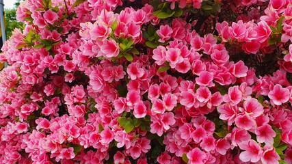 pink  azalea flowers