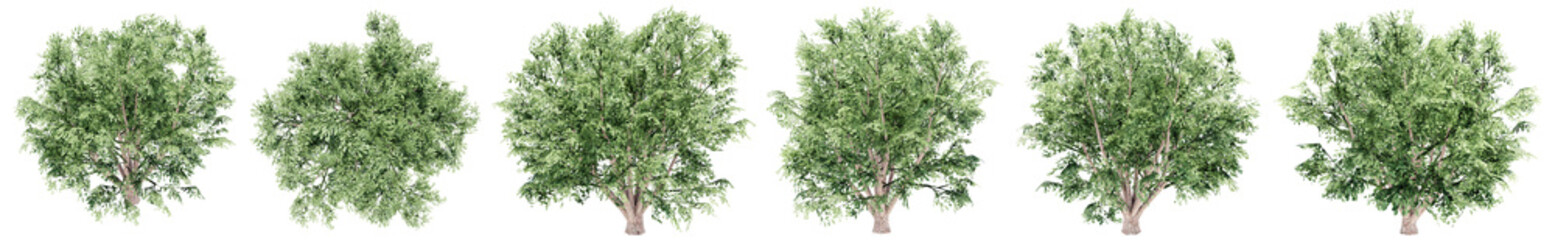 Fototapeta na wymiar Set or collection of green field elm trees isolated on white background. Concept or conceptual 3d illustration for nature, ecology and conservation, strength and endurance, force and life