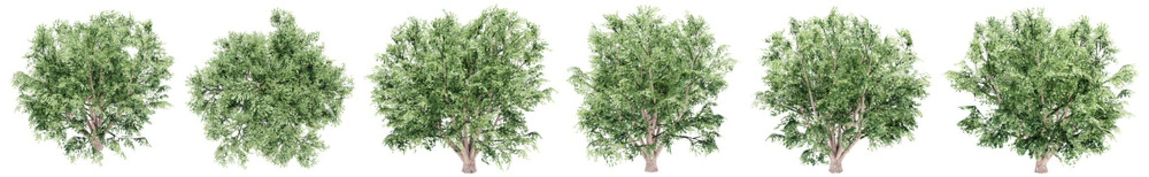 Set or collection of green field elm trees isolated on white background. Concept or conceptual 3d illustration for nature, ecology and conservation, strength and endurance, force and life
