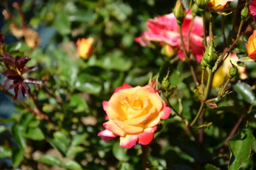 赤と黄色のバラ