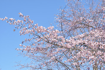 上富良野　深山峠さくら園