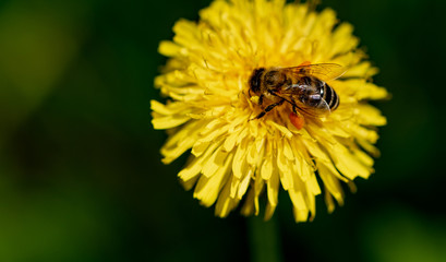 Bee pollinates a dandelion close-up. Bee on a yellow flower, selective focus, free space for text.