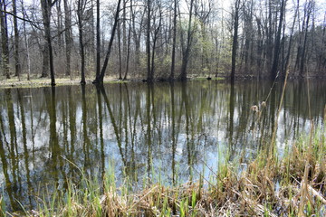 Obraz premium lake in the forest