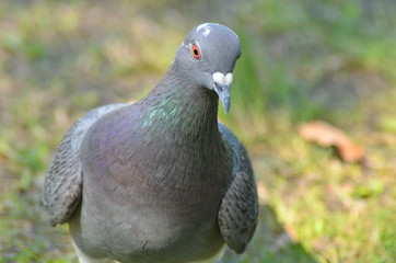 平和の象徴ハト