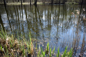 reeds in the lake