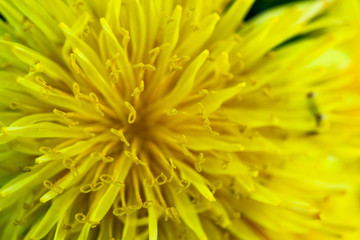 yellow dandelion flower close up spring bright wallpaper