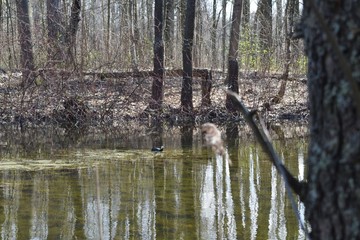Obraz premium ducks on the river