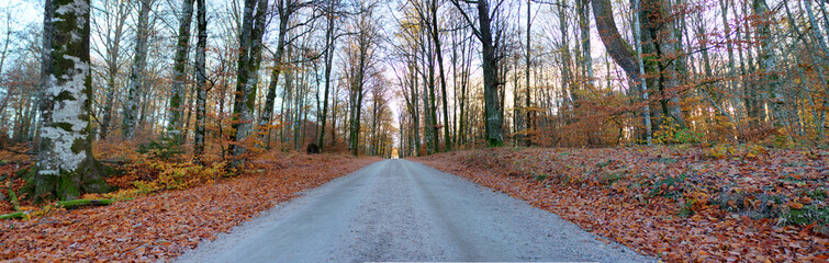 A road and fall colors at a Swedish woods in the autumn season, Gamla Åminne in Värnamo