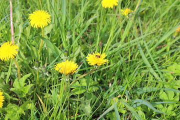 Obraz premium dandelions are yellow, and a fly is sitting on one of them against a background of green grass,