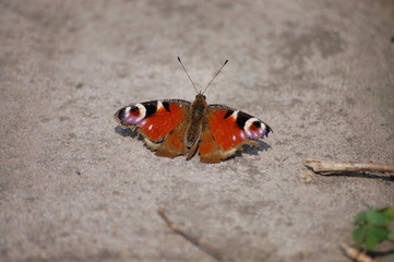 Fototapeta na wymiar big beautiful brown butterfly sits on the pavement