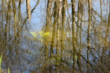 Fototapeta premium reflection of trees in the water