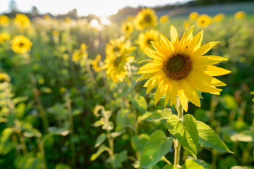 Sunflower blooming against sunlight in the fields