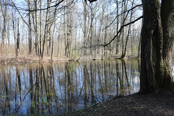 reflection of trees in the water