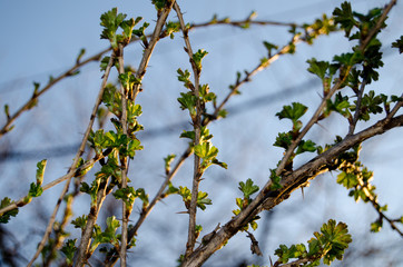 Foliage of young bushes in natural light
