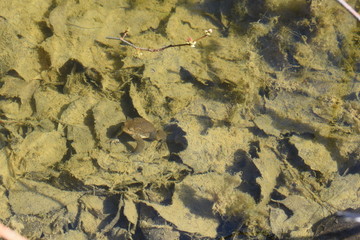 the frog is sitting in the water