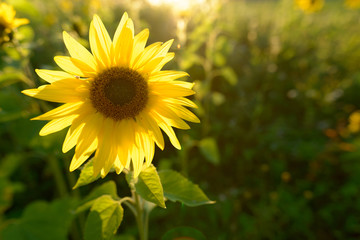Sunflower blooming against sunlight in the fields