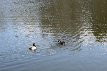 ducks in the water