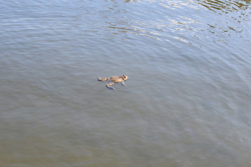 the frog is sitting in the water