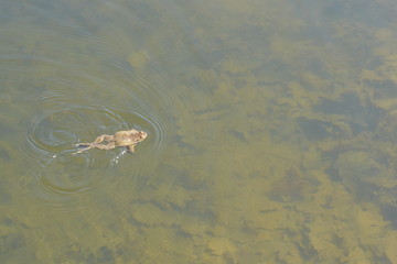 the frog is sitting in the water