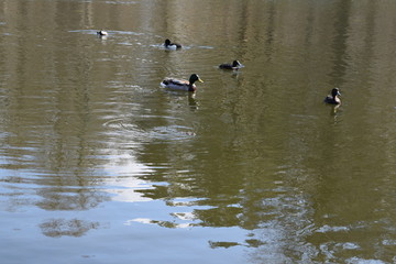 ducks in the lake