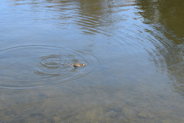 the frog is sitting in the water